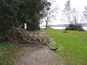 Branches renversées...