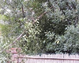 Brisure et cabriole d'un arbre maigrichon chez Edoardo Silvi.