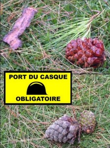 Malgré la beauté des pommes de pin, le port du casque de chantier aurait été prudent dans le jardin...
