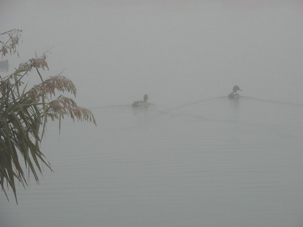 Comme à l'Isola Maggiore, pas de trafic nautique à part quelques canards.