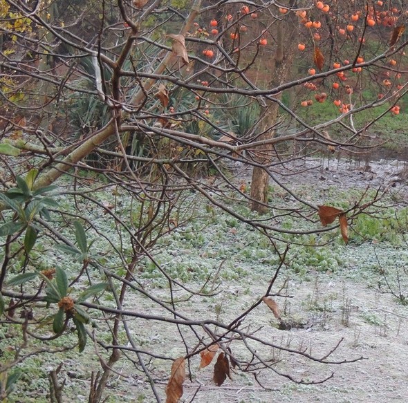 " Couleurs d'automne "