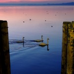 Cliquez sur la vignette pour obtenir un agrandissement.