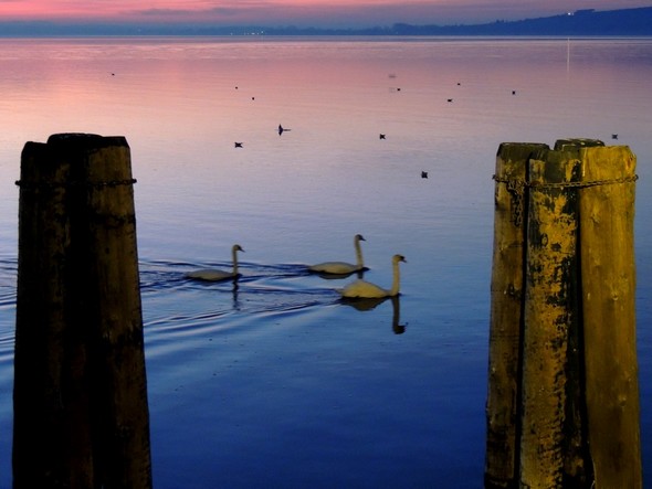 Les cygnes passent de l'autre côté du pontile de l'Isola Maggiore - 18/12/2013, 18:20