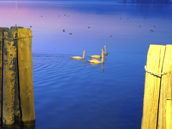 Les cygnes passent à côté du phare situé à l'extrémité du pontile.