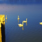 Cliquez sur la vignette pour obtenir un agrandissement.