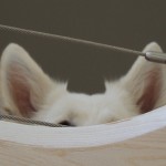 Cliquez sur la vignette pour obtenir un agrandissement.