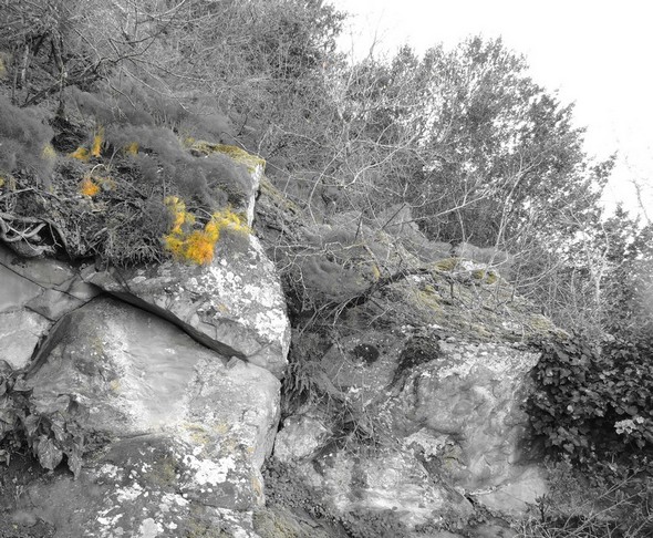 Lungolago - Déclin orangé de petites plantes.