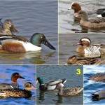 Cliquez sur la vignette pour obtenir un agrandissement.