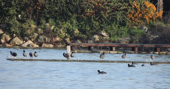 Le débarcadère de "L'Oso" est colonisé par des oiseaux orphelins des rives submergées - Au fond, à droite, la terrasse en bois du bar des Silvi s'avance dans le Trasimène.