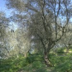 Cliquez sur la vignette pour obtenir un agrandissement.