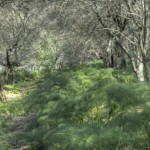 Cliquez sur la vignette pour obtenir un agrandissement.