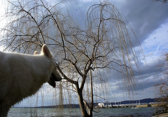Même Aïka, notre berger suisse blanc, admire le paysage, étonnée peut-être de voir un arbre pousser dans les eaux du lac.