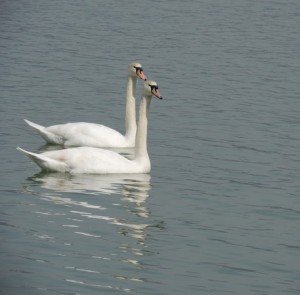 Les cygnes de l'Isola Maggiore...
