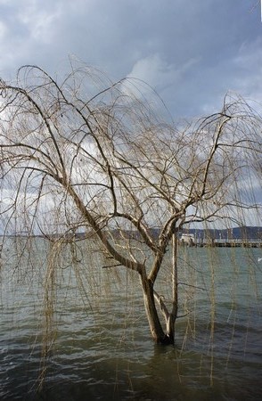 Hé oui, ici aussi des arbres se sont retrouvés isolés dans le lac !