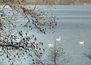 Les cygnes de l'Isola Maggiore voguent sur le Trasimène...
