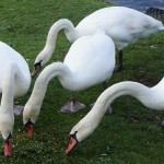 Cliquez sur la vignette pour obtenir un agrandissement.