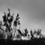 Cliquez sur la vignette pour obtenir un agrandissement.