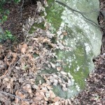 Cliquez sur la vignette pour obtenir un agrandissement.