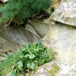 Cliquez sur la vignette pour obtenir un agrandissement.