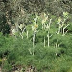 Cliquez sur la vignette pour obtenir un agrandissement.