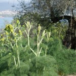 Cliquez sur la vignette pour obtenir un agrandissement.