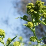 Cliquez sur la vignette pour obtenir un agrandissement.