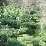 Cliquez sur la vignette pour obtenir un agrandissement.