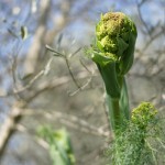 Cliquez sur la vignette pour obtenir un agrandissement.