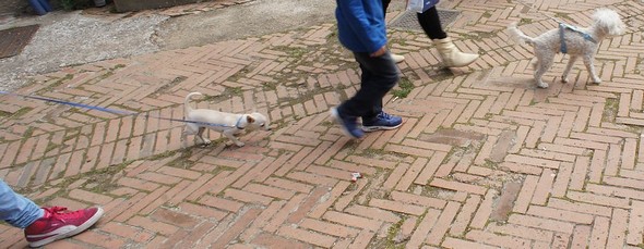 Ils semblent moins sensibles au charme de la via Guglielmi...