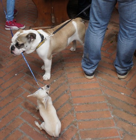 Une "solution canine" assez drastique !