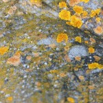 Cliquez sur la vignette pour obtenir un agrandissement.