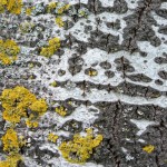 Cliquez sur la vignette pour obtenir un agrandissement.