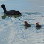 Cliquez sur la vignette pour obtenir un agrandissement.