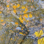 Cliquez sur la vignette pour obtenir un agrandissement.