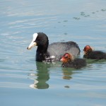 Cliquez sur la vignette pour obtenir un agrandissement.