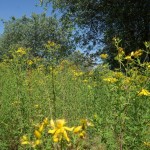 Cliquez sur la vignette pour obtenir un agrandissement.