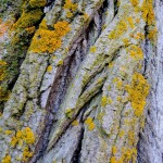 Cliquez sur la vignette pour obtenir un agrandissement.