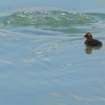 Cliquez sur la vignette pour obtenir un agrandissement.