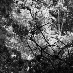 Cliquez sur la vignette pour obtenir un agrandissement.