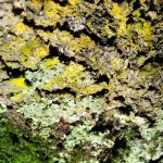 Cliquez sur la vignette pour obtenir un agrandissement.