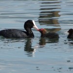 Cliquez sur la vignette pour obtenir un agrandissement.