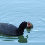 Cliquez sur la vignette pour obtenir un agrandissement.