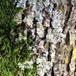 Cliquez sur la vignette pour obtenir un agrandissement.