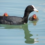 Cliquez sur la vignette pour obtenir un agrandissement.