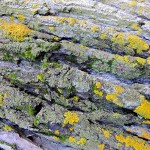 Cliquez sur la vignette pour obtenir un agrandissement.