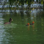 Cliquez sur la vignette pour obtenir un agrandissement.