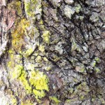 Cliquez sur la vignette pour obtenir un agrandissement.