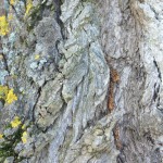 Cliquez sur la vignette pour obtenir un agrandissement.