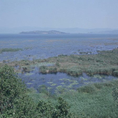 Des "trouées" dans les cannaies favorisaient le développement des nénuphars blancs.