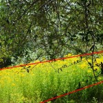 Analyse par l'image de la composition de la photo précédente (couleurs ravivées)